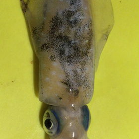 エギングでアオリの画像