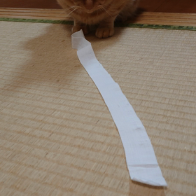 たのすぃ〜の画像