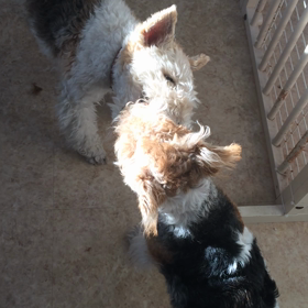 はなこちゃん&まるちゃんの画像