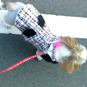 【ワンコ】2015年の12/31の、のん散歩の画像