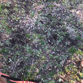 ♪お散歩動画♪代々木公園♪の画像