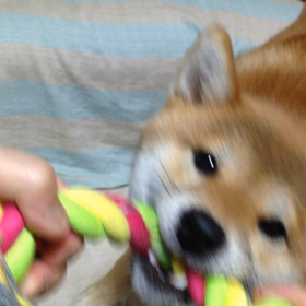 ぐいぐい【動画】の画像