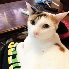 ボヘミアン・ラプソディーの画像