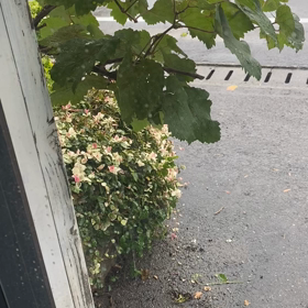 本日の営業についての画像