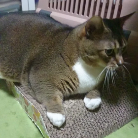 昨夜の我が家の画像