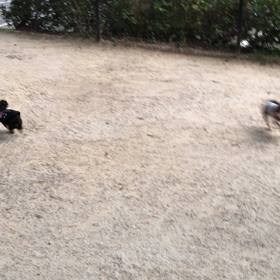 西部運動公園ドッグランの画像