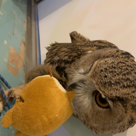 フクロウの鳴き声の画像