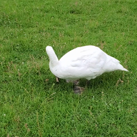 お散歩道の画像