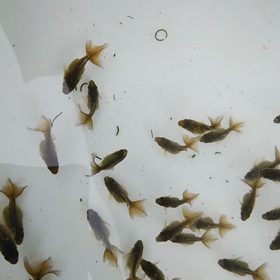 丸→角への画像