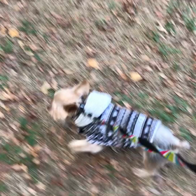 ♪お散歩動画♪代々木公園♪の画像