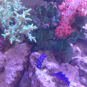 沖縄産サンゴが入りました。の画像