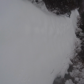 アルファードッグ？の画像