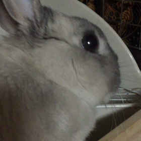 【まとめ】うさぎさんの斜頸とお耳のマッサージの画像