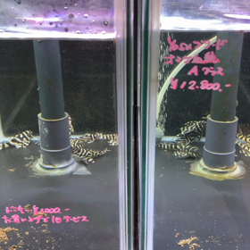 今日は撮り貯めた動画を‼️の画像