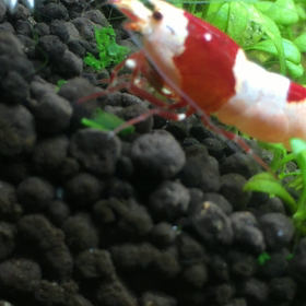 ほうれん草捕食の画像