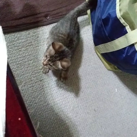 朝からスパルタな運動会の画像