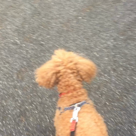 お散歩、楽しかったよの画像