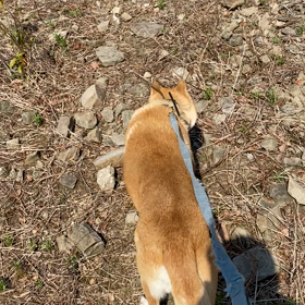 風を読む　鴨猟ガイドのお客様と延長戦の追い山猟　の画像