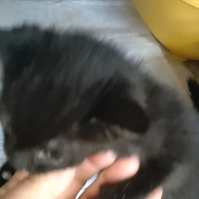 管理所　黒猫子猫譲渡されました(=^・^=)の画像