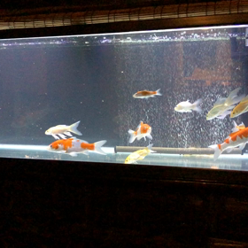 鯉水槽の画像