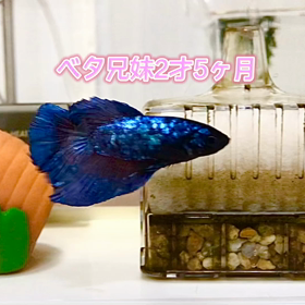 ベタちゃん2才5ヶ月の画像