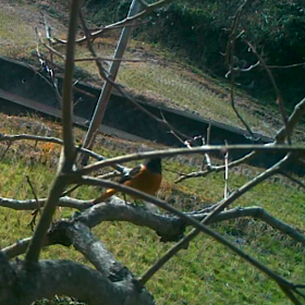 すぎぴたんの事件簿シーズン２　３７話の画像