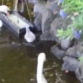 おいらが主役の画像