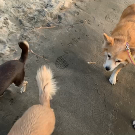 1月6日13わんこと2時間遠足　　お台場の画像