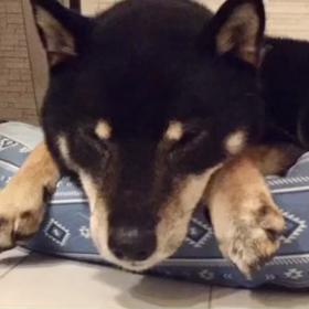 肉球マッサージ♪の画像