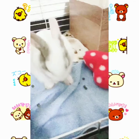 かわいいアプリで動画を作りましたの画像