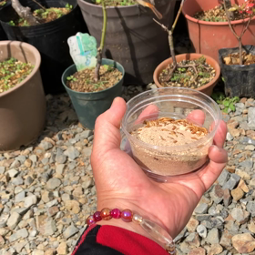 ジョウビタキ㉝『ジョビの曲芸』の画像