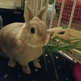 生イタリアングラスおいし～の画像