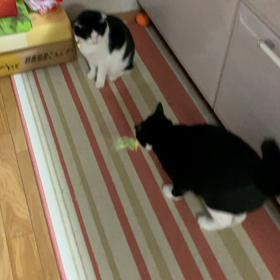 じゃらしなお時間の画像