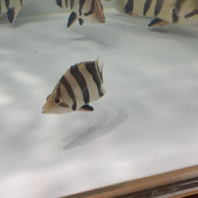 またまたリアルバンド売約！！の画像