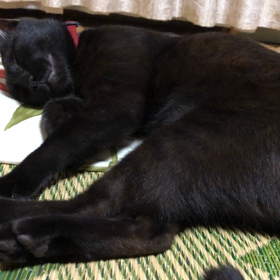 ぴくぴくの画像