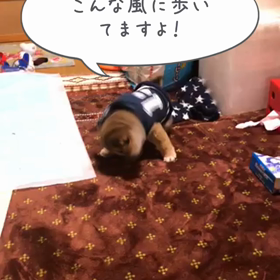 我が家に来た、足の無い子犬、ダンボ❣️の画像