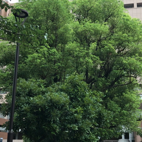 蝉声の降る中の画像