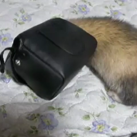 本日のおまけちゃん♪フェレットちゃんの動画さん♪の画像