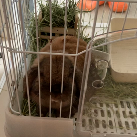 どんちゃん　タンポポの葉っぱをムシャムシャの画像