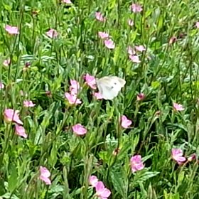 早起きするっていいね！の画像