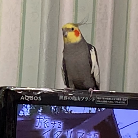 オカメインコみかん13歳、今日も元気にモノマネと歌の画像