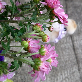 三回忌　すたこらたった♪花音が通るよ^^の画像