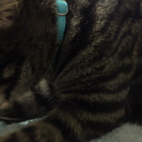 １５３日目 フミフミの画像