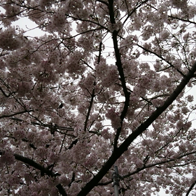 こころの花の画像