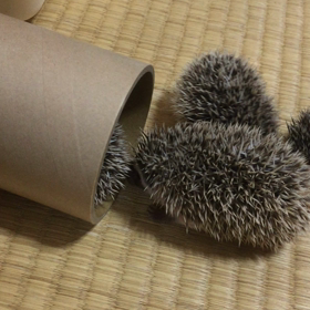 運動会( ^ω^ )の画像