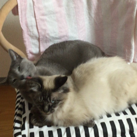 仲良しネコ③の画像