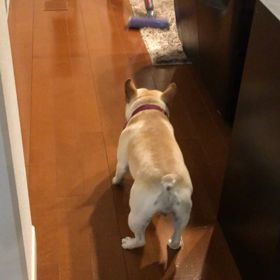 またもやとーちゃんに遊ばれるの画像