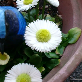 さえずり♪の画像