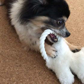 ガジガジの画像