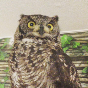 紐を横から見たいフクロウの画像